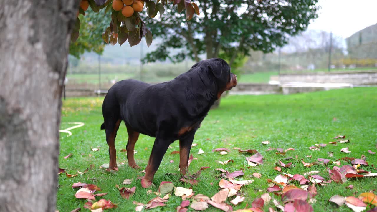 黑色的罗威纳犬小狗，有着可爱的眼睛，在秋天的花园里躺在草地上和五颜六色的落叶上放松。家养宠物肖像户外，可爱的纯种犬类动物在花园里享受一天视频素材