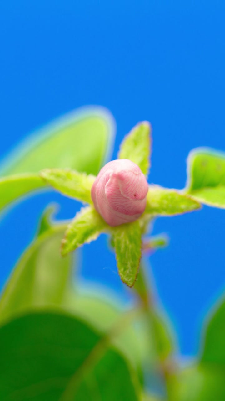 在蓝色背景的延时视频中，榅桲花盛开。垂直时间间隔以9:16的比例移动电话和社交媒体准备就绪。视频素材画面1