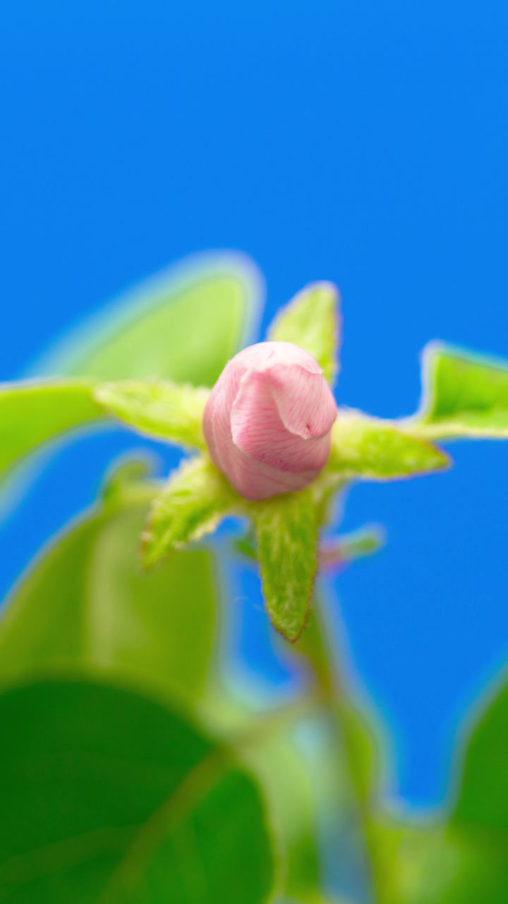 在蓝色背景的延时视频中，榅桲花盛开。垂直时间间隔以9:16的比例移动电话和社交媒体准备就绪。视频素材画面2