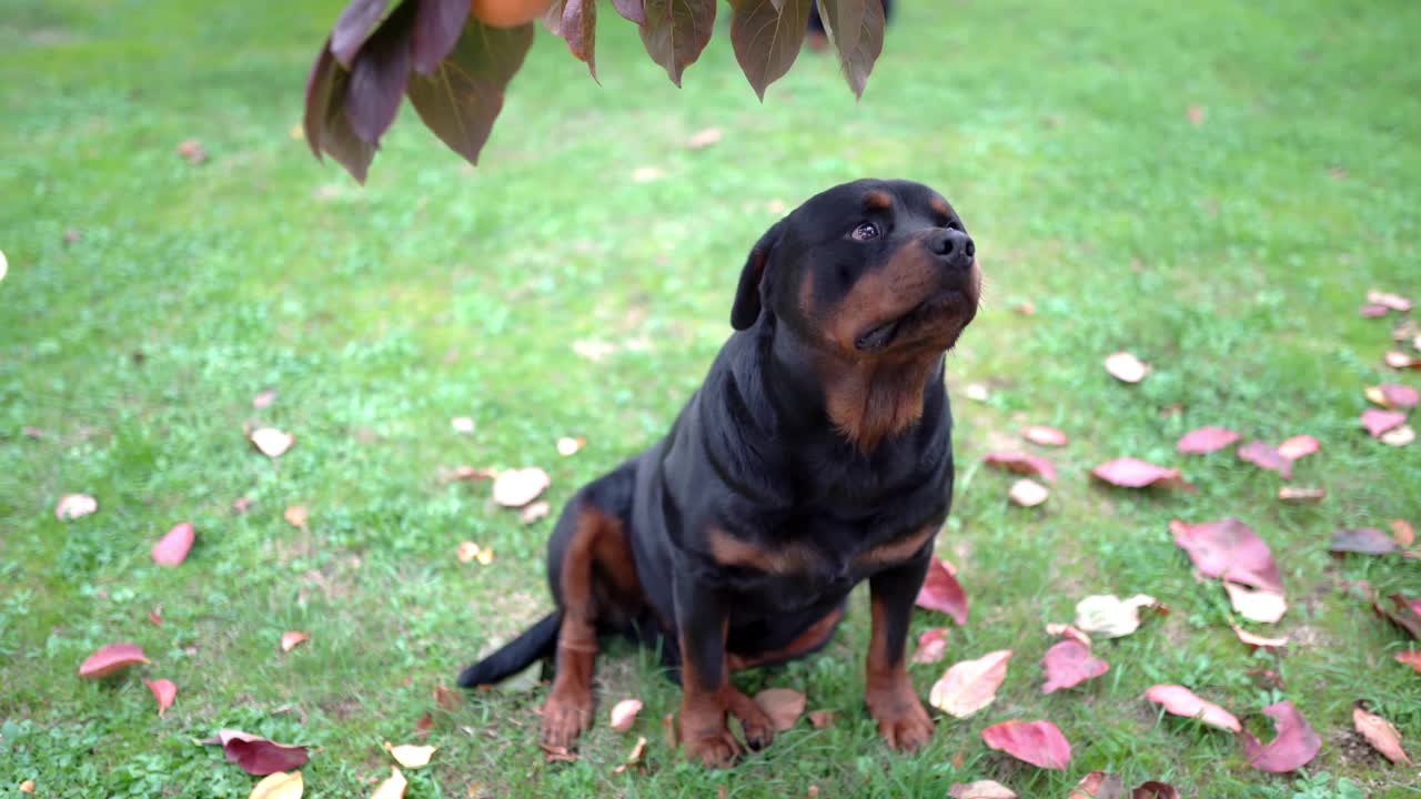 令人惊叹的黑色罗特韦纳犬，有着可爱的眼睛，坐在柿子树下的草地上，看着镜头，可爱的家庭成员在户外的花园里玩耍，家养宠物在秋天的花园里放松视频素材