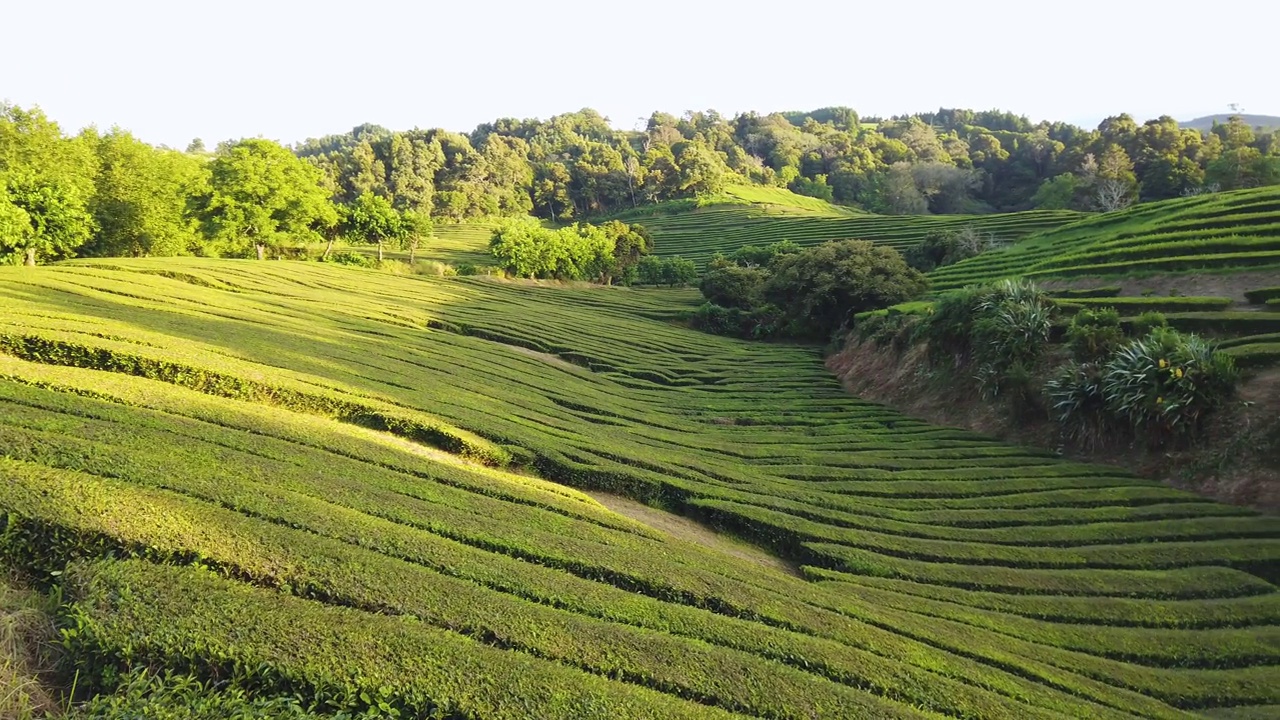 东南亚典型的茶园，新鲜的茶叶视频素材