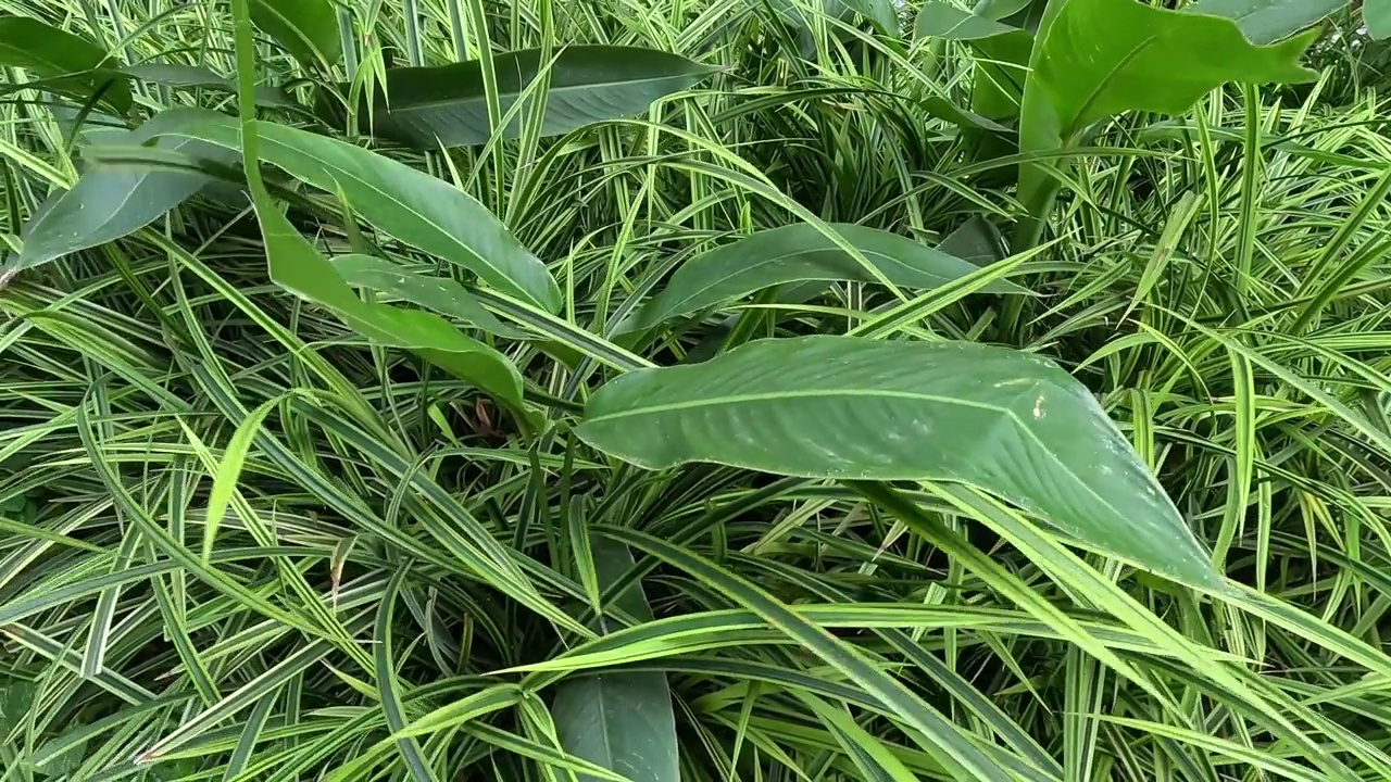 花坛上的绿草在风中摇曳视频素材