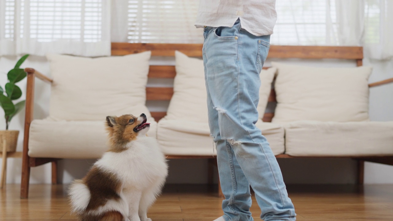 亚洲可爱的男孩站在客厅在现代家庭和喂食物博美犬。狗站着跳着吃零食。与动物概念建立关系。假期家庭活动视频素材