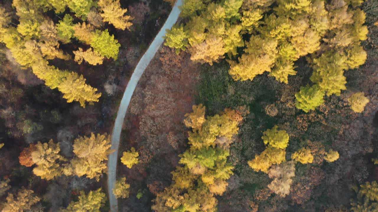 自然风光——秋天的山、树和道路/韩国江原道视频素材