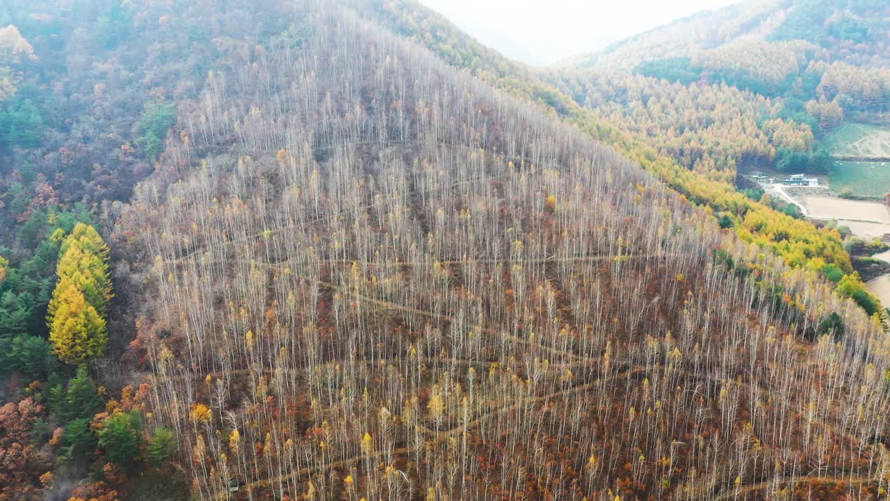 自然风光-秋天的山和树/江原道，韩国视频素材