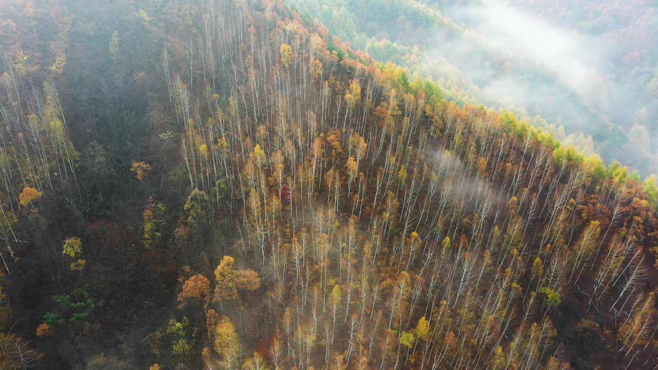 自然风光-秋天的山和树/江原道，韩国视频素材