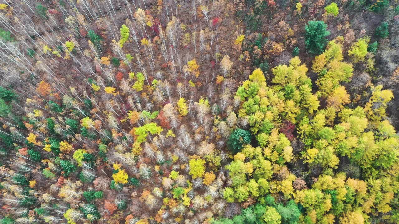 自然风光-秋天的山和树/江原道，韩国视频素材