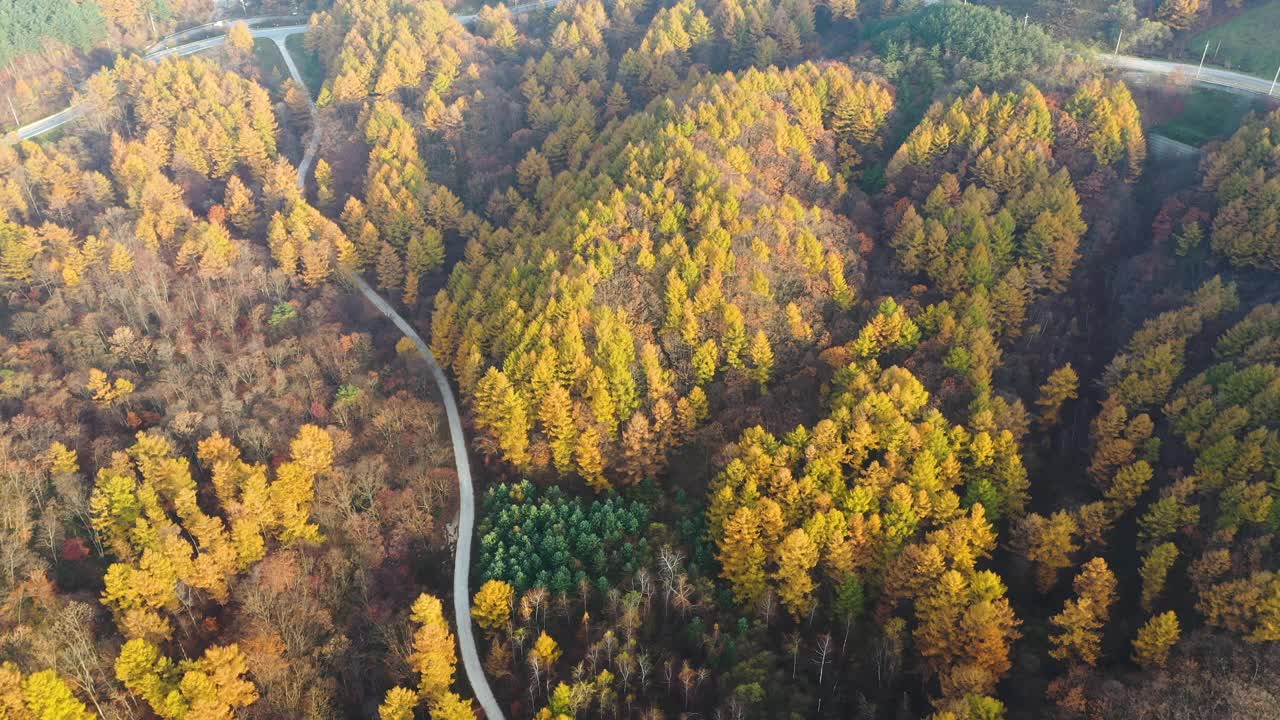 自然风光——秋天的山、树和道路/韩国江原道视频素材