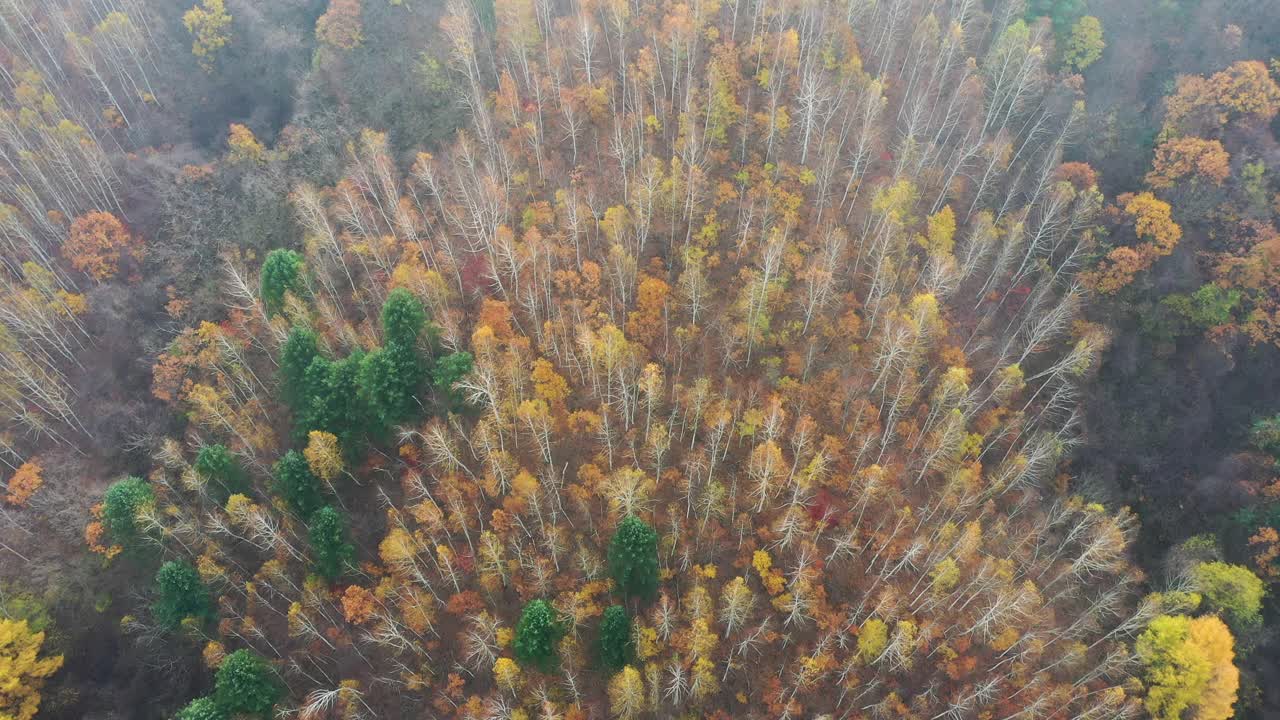 自然风光-秋天的山和树/江原道，韩国视频素材