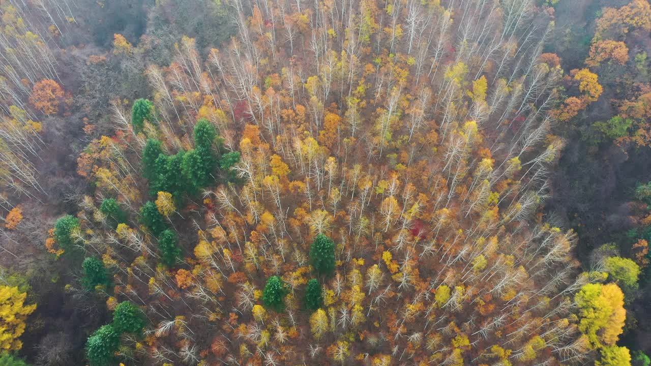 自然风光-秋天的山和树/江原道，韩国视频素材