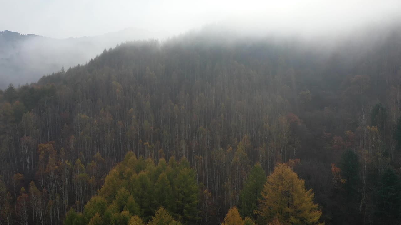 自然风光-秋天的山和树/江原道，韩国视频素材