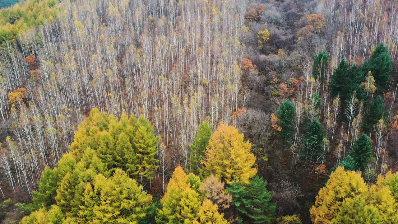 自然风光-秋天的山和树/江原道，韩国视频素材