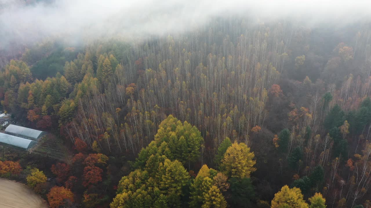 自然风光-秋天的山和树/江原道，韩国视频素材