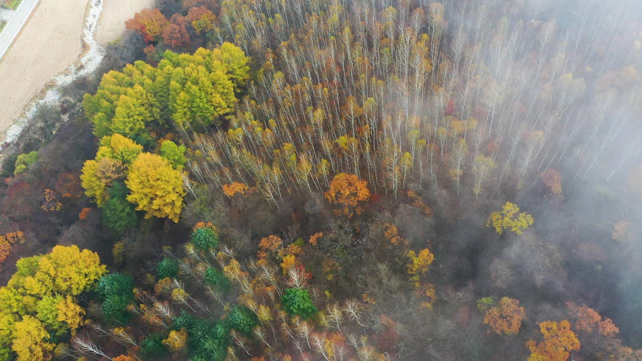 自然风光-秋天的山和树/江原道，韩国视频素材