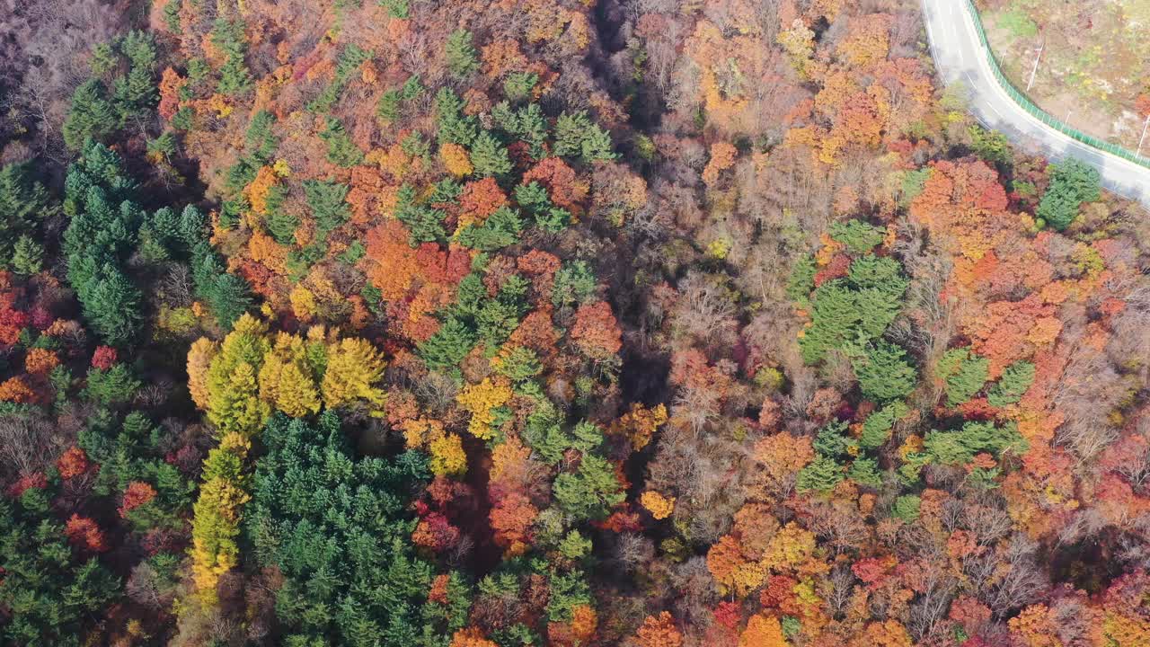 自然风光——秋天的山、树和道路/韩国江原道视频素材