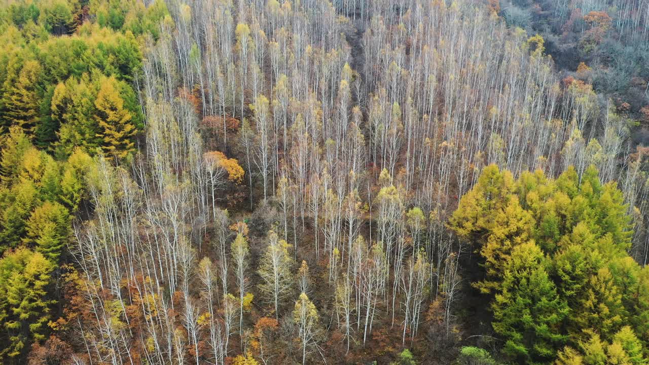 自然风光-秋天的山和树/江原道，韩国视频素材