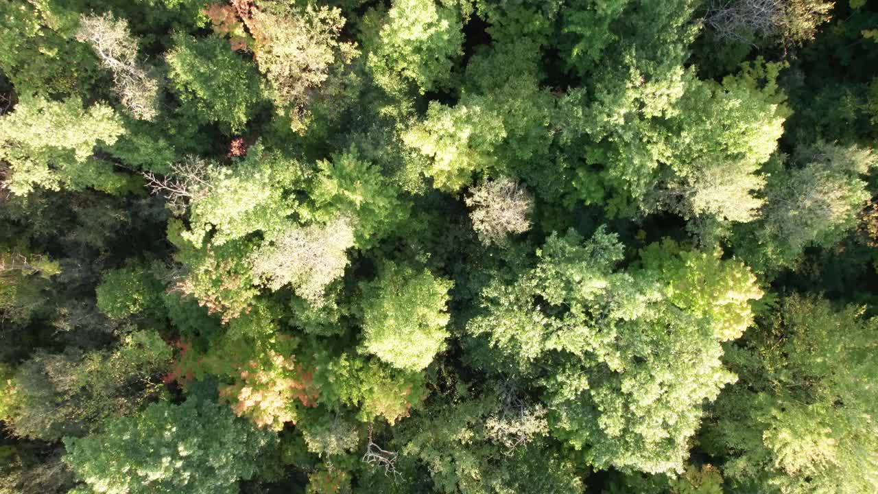 夜间，无人机鸟瞰茂密的森林。视频素材