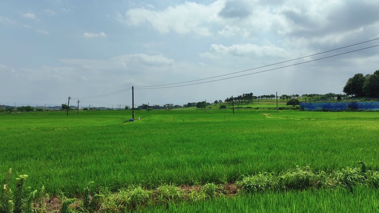 农村稻田风景/益山市，全北，韩国视频素材