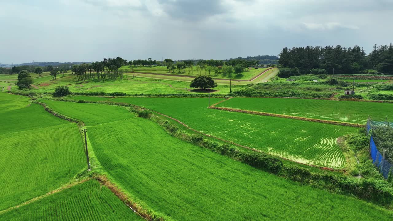 农村稻田风景/益山市，全北，韩国视频素材