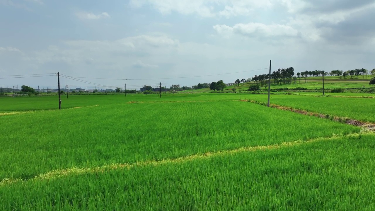 农村稻田风景/益山市，全北，韩国视频素材