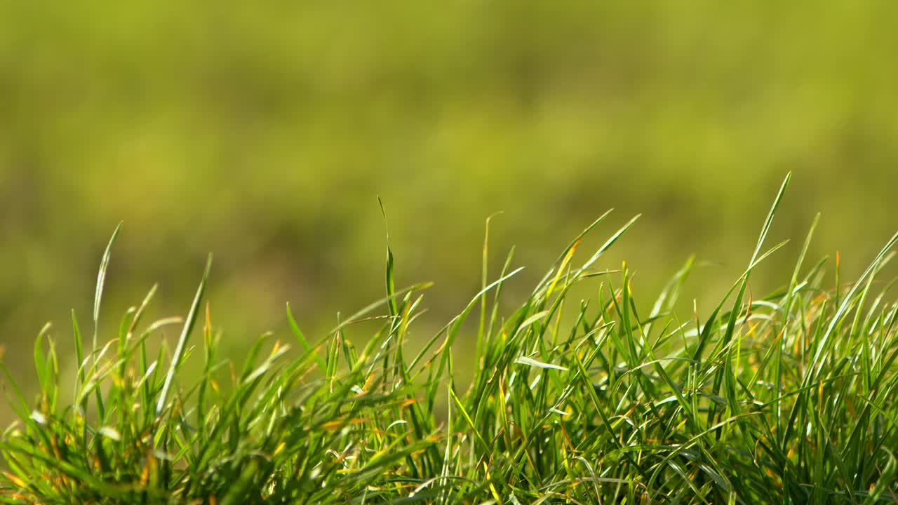 《风中绿草》自然视频视频素材