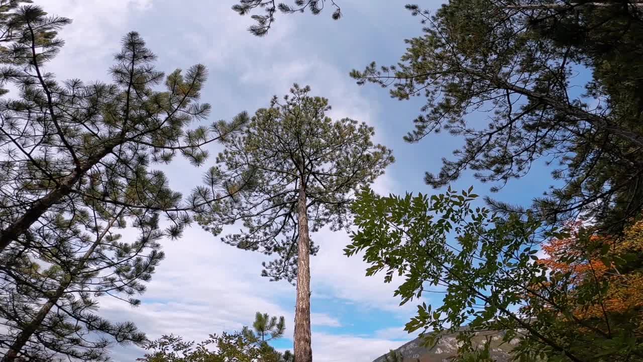 密集树木的低角度视图视频素材