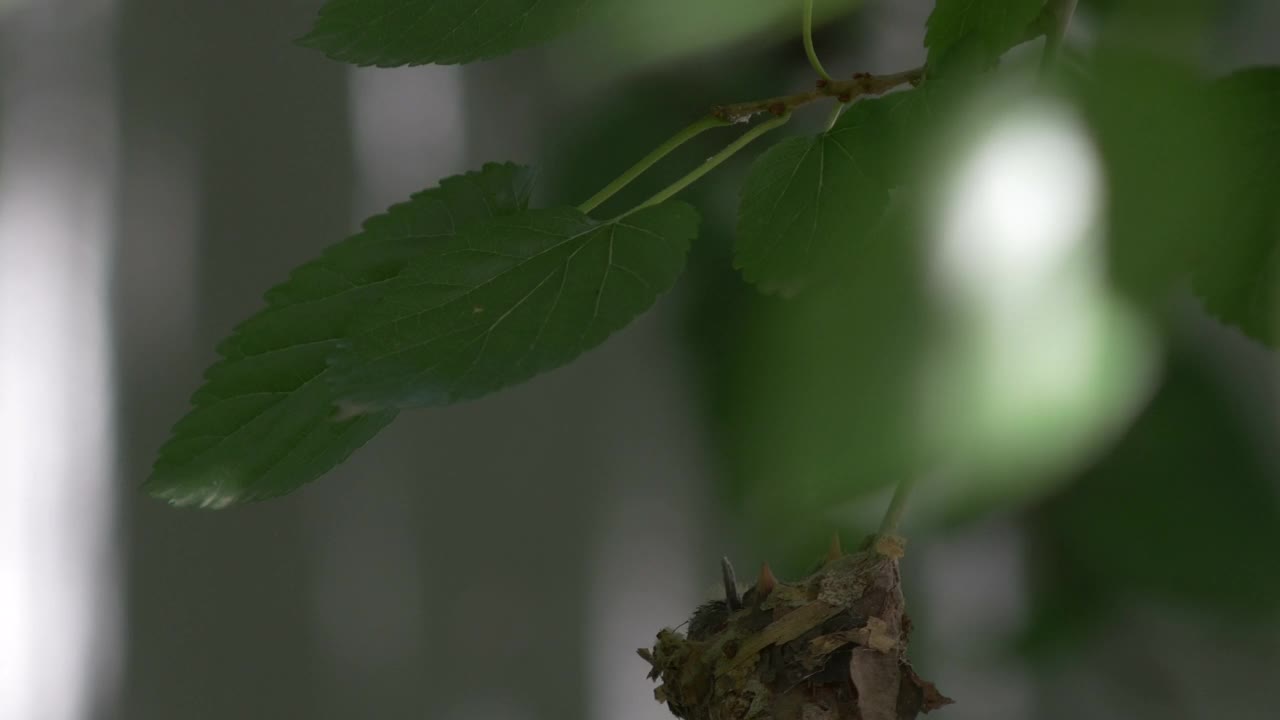 蜂鸟宝宝在巢中等待喂食的特写镜头视频素材