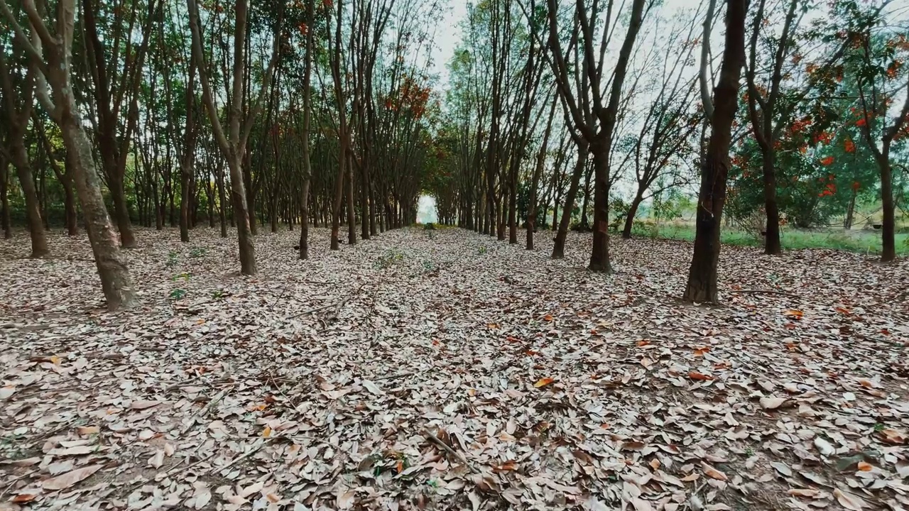 夏天日落的自然，自然背景，慢镜头，秋天的树叶自然视频素材