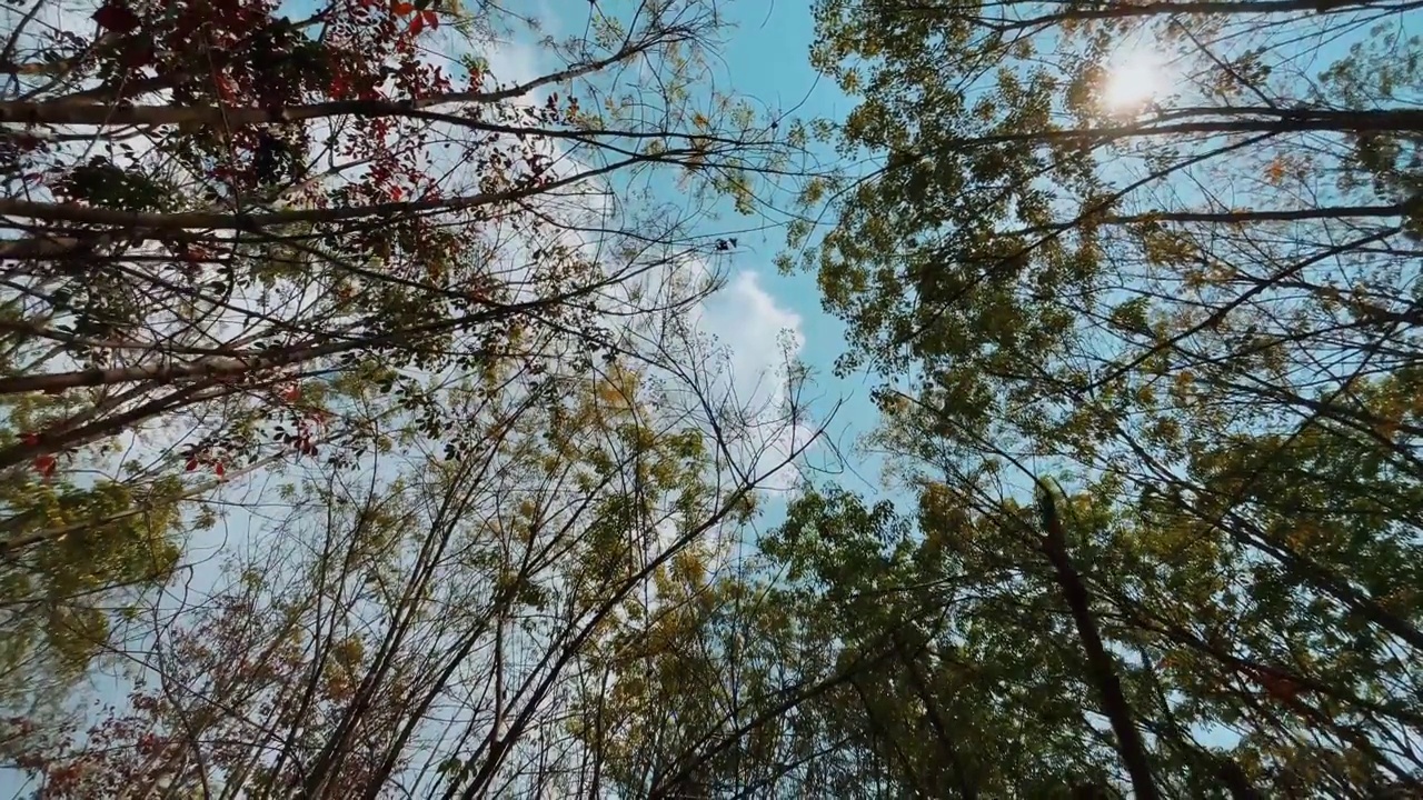 夏天日落的自然，自然背景，慢镜头，秋天的树叶自然视频素材