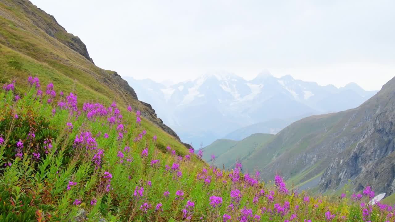 宁静的青山和紫色的花在山坡和雪峰背景壁纸没有人。未受破坏的原始自然景观全景视频素材