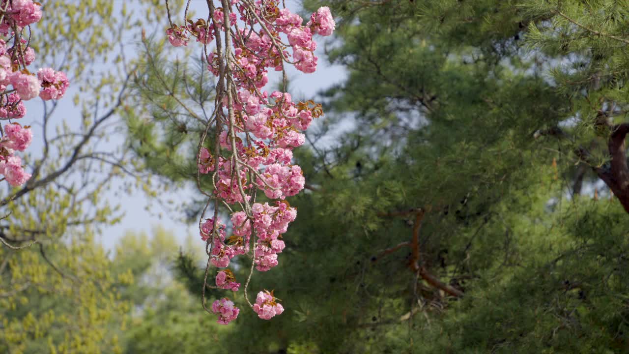 重瓣樱花自然风光/韩国视频素材