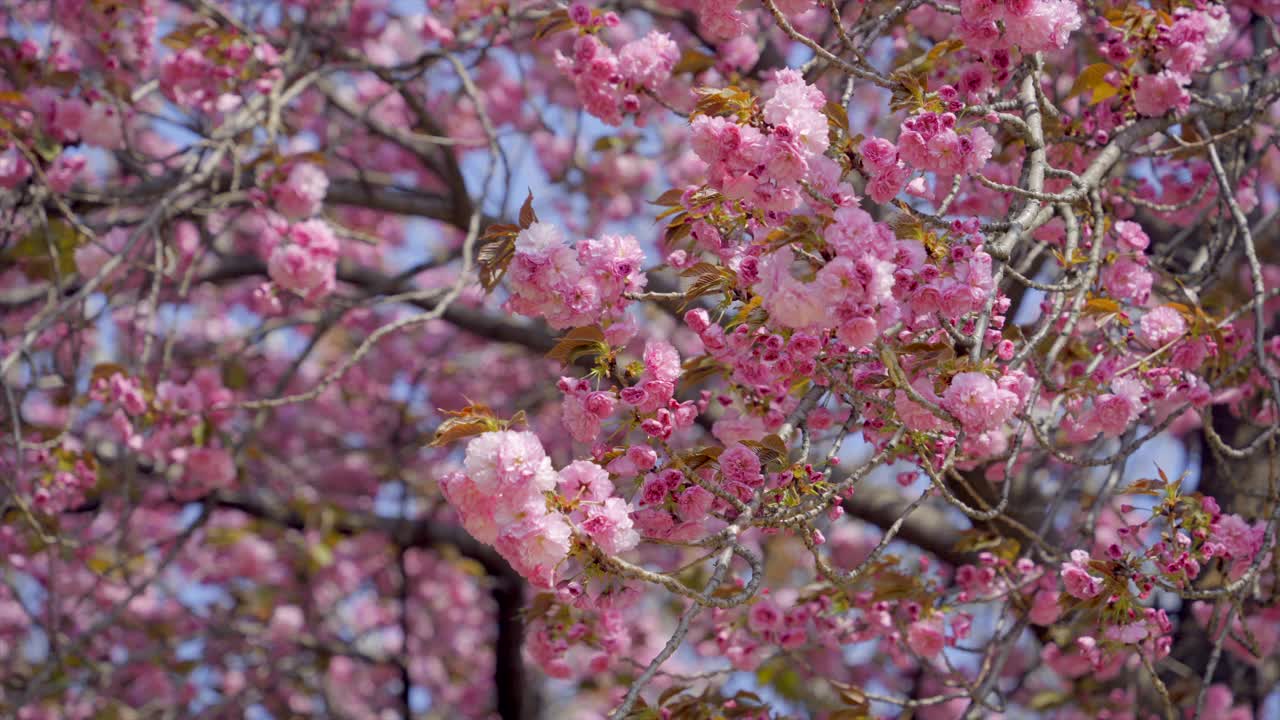 重瓣樱花自然风光/韩国视频素材