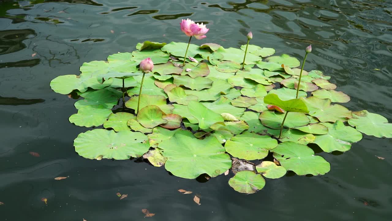 湖上荷花盛开视频素材