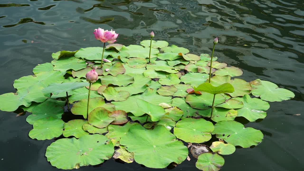 湖上荷花盛开视频素材