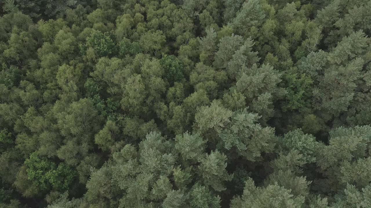 茂密的北方森林的树梢创造了绿色的纹理图案，空中视频素材