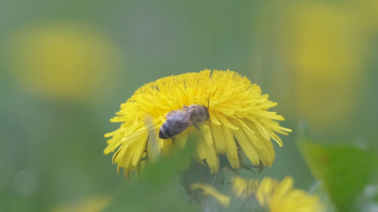 蜜蜂采集花蜜在黄色蒲公英花盛开在夏季草地在绿色阳光的花园视频素材