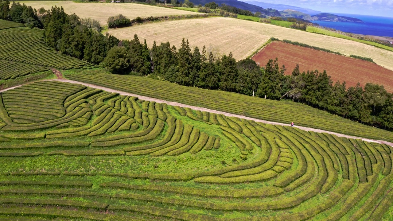 Green stepped Chá Gorreana tea plantation terraces, tilt aerial view.视频素材