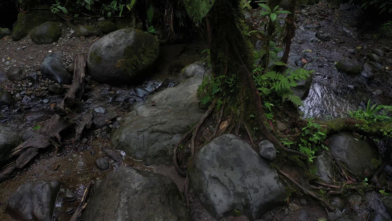 一棵树在热带云雾森林的巨石之间美丽地生长着视频素材