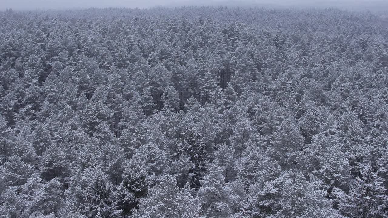 在华丽的冬日，鸟瞰被冰雪覆盖的树梢。在美丽宁静的冬日早晨，飞越令人惊叹的雪上松林。在波兰，飞越刚刚被雪覆盖的冬季森林。视频素材