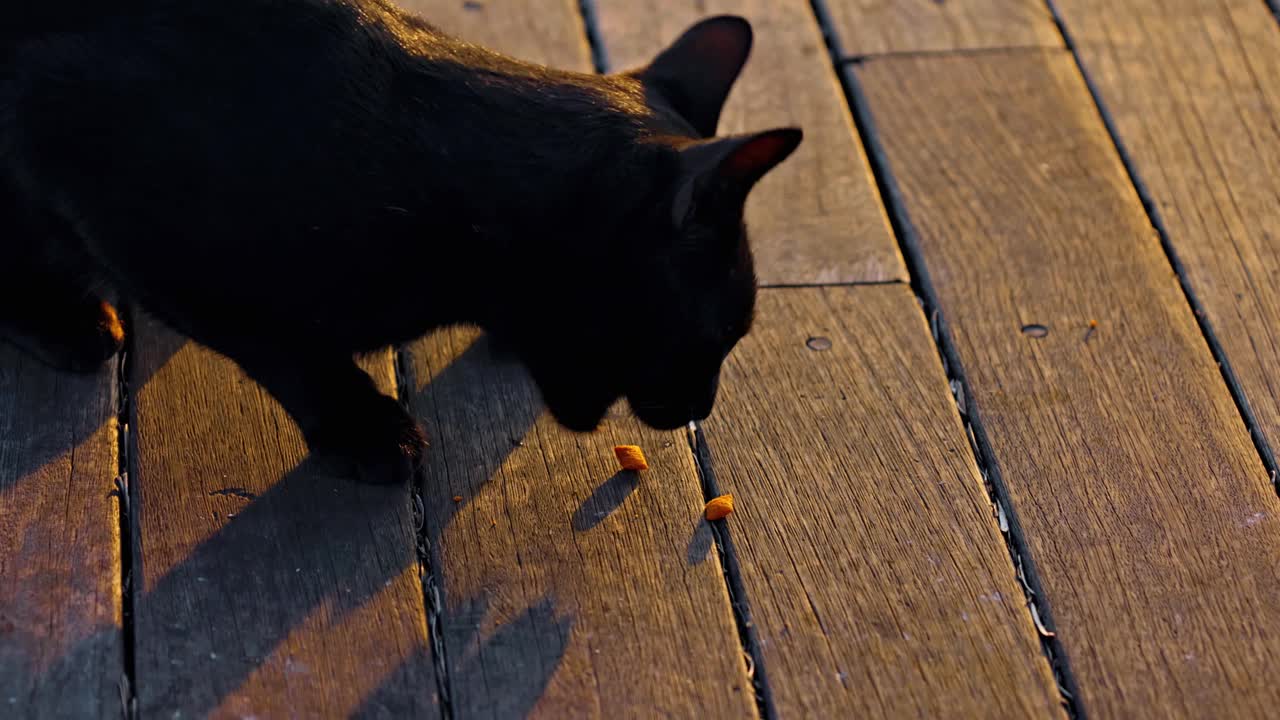 一只黑猫在日落的太阳下吃猫食。视频素材