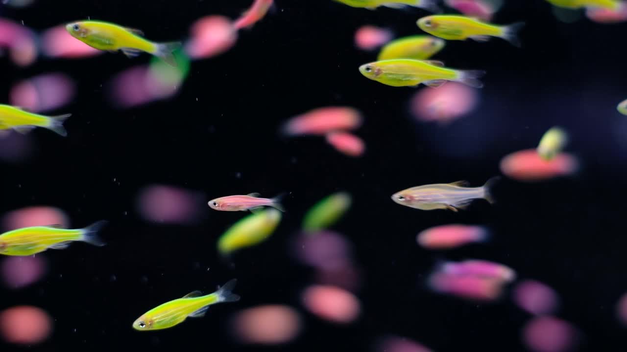 水族鱼类游泳特写视频素材