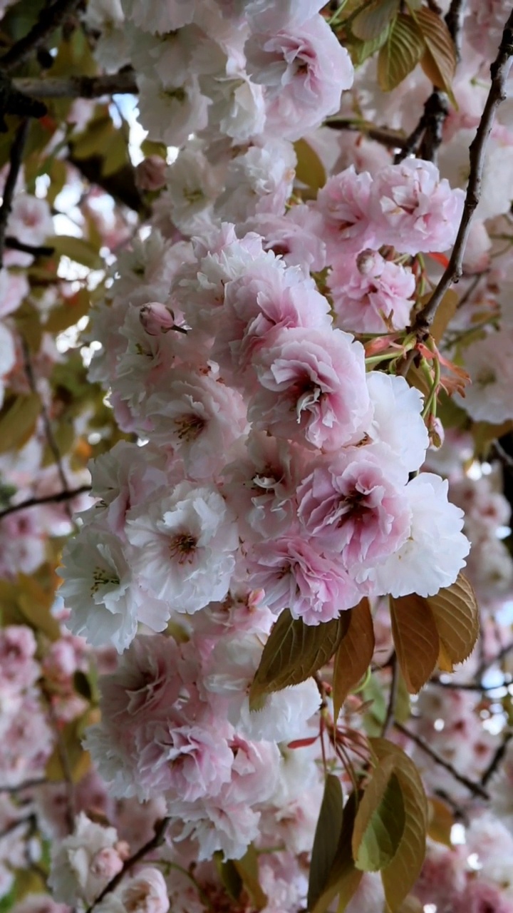 樱花视频素材