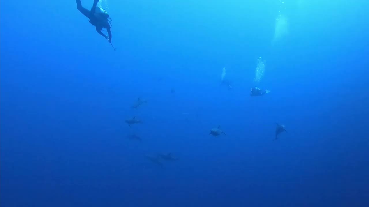 潜水员与海豚在红海深处游泳视频素材