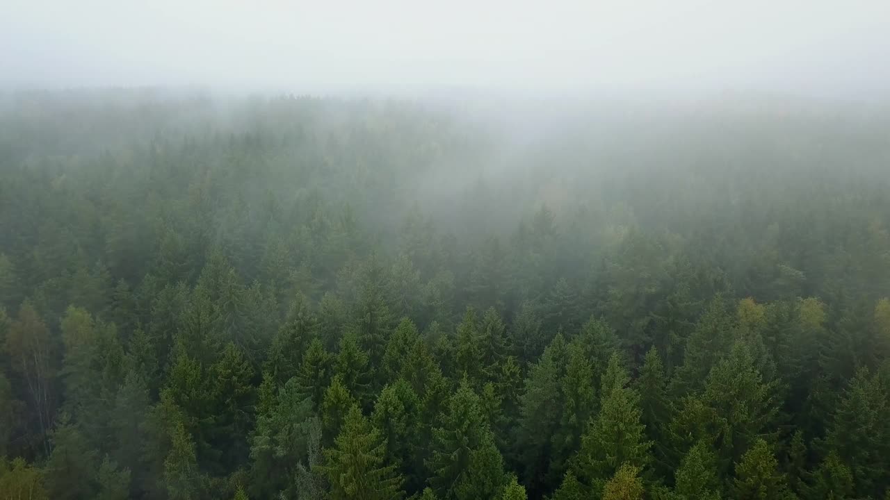 初秋森林鸟瞰图。多雾的早晨，树木上低低的云雾视频素材