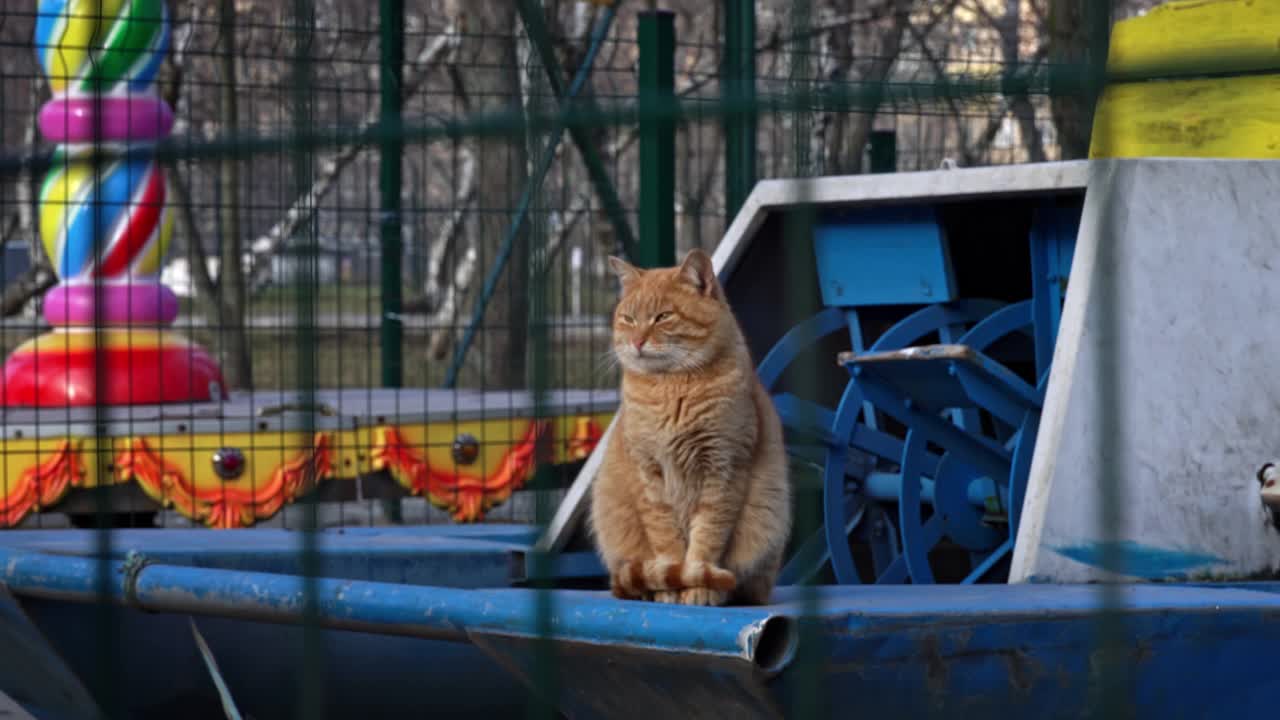 无家可归的红猫饿着肚子坐在街上视频素材