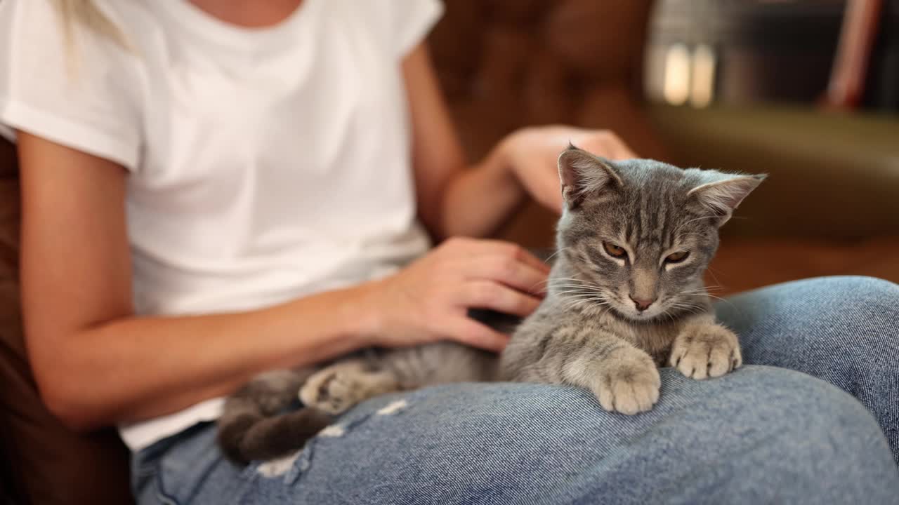 可爱的灰色猫在沙发上的女人手中视频素材