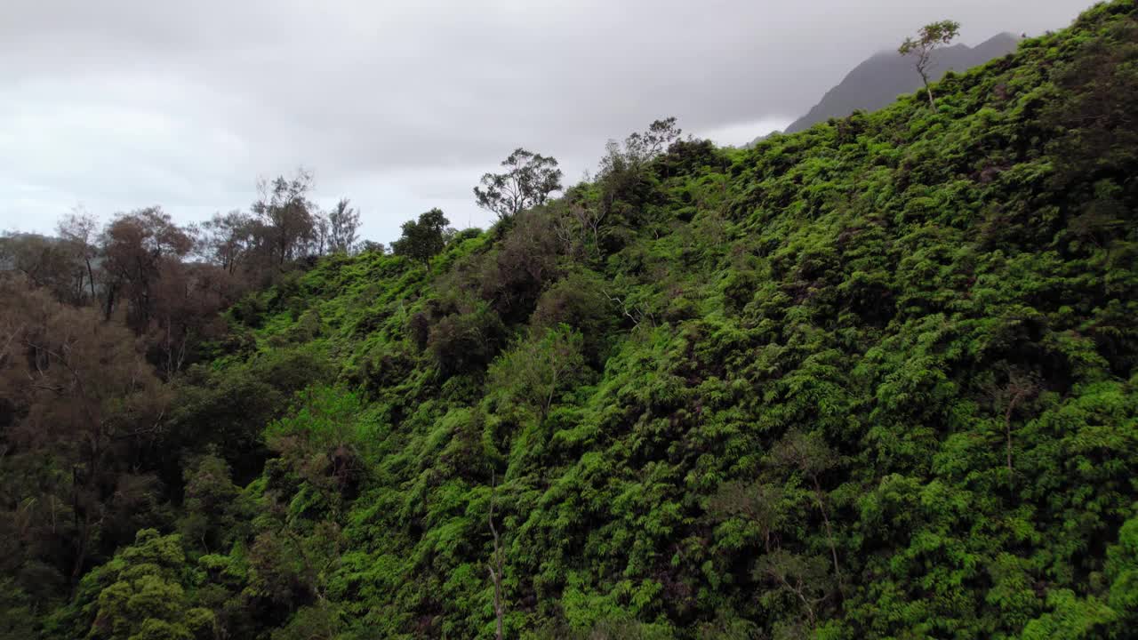 无人机飞过夏威夷瓦胡岛的山脊，露出一片郁郁葱葱的热带丛林山谷视频素材