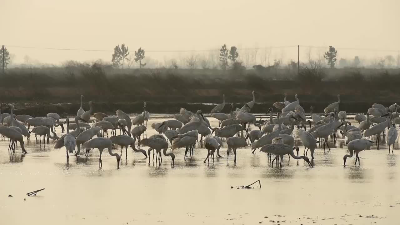 中国江西省南昌市，冬天五星农场荷塘里的大雁视频素材