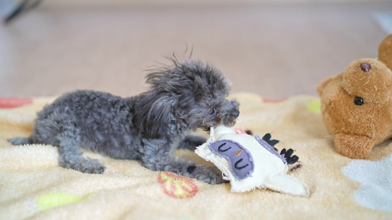 小银玩具贵宾犬咬和宠物玩具从主人的手。视频素材