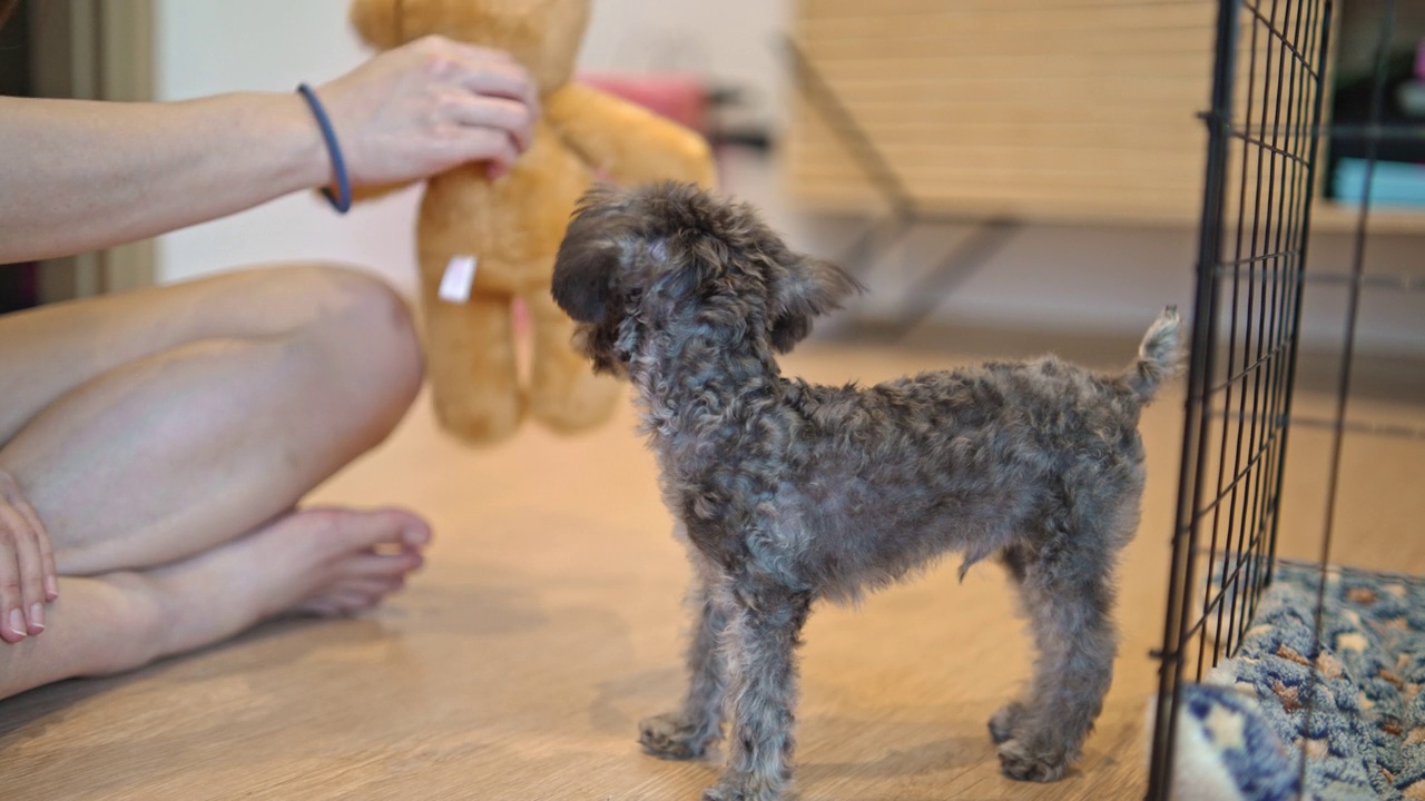 小银玩具贵宾犬咬和泰迪熊娃娃从主人的手视频素材